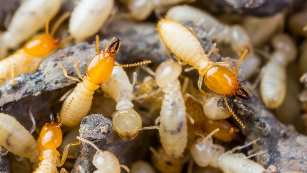 termites crawling in dirt