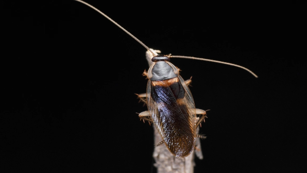 rentokil-image-brown-banded-cockroach-us