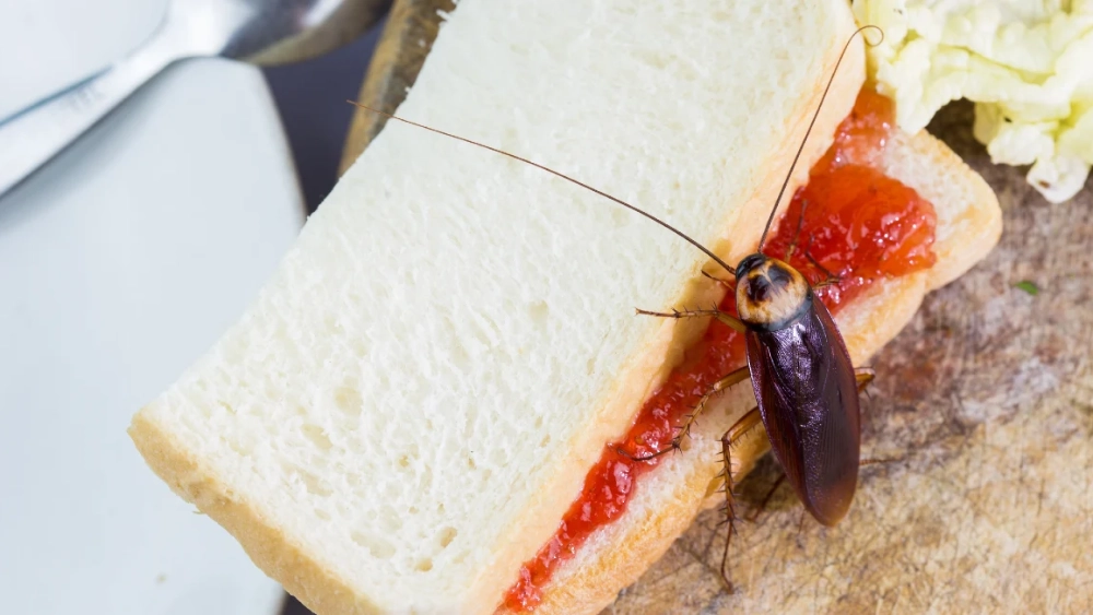 cockroach on jam sandwich