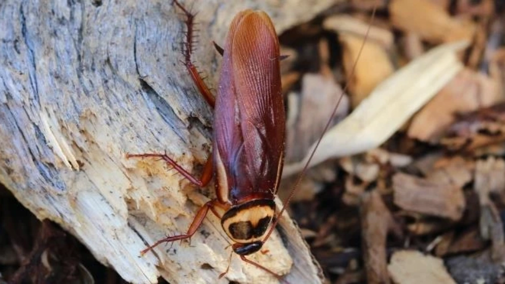 cockroach on wood
