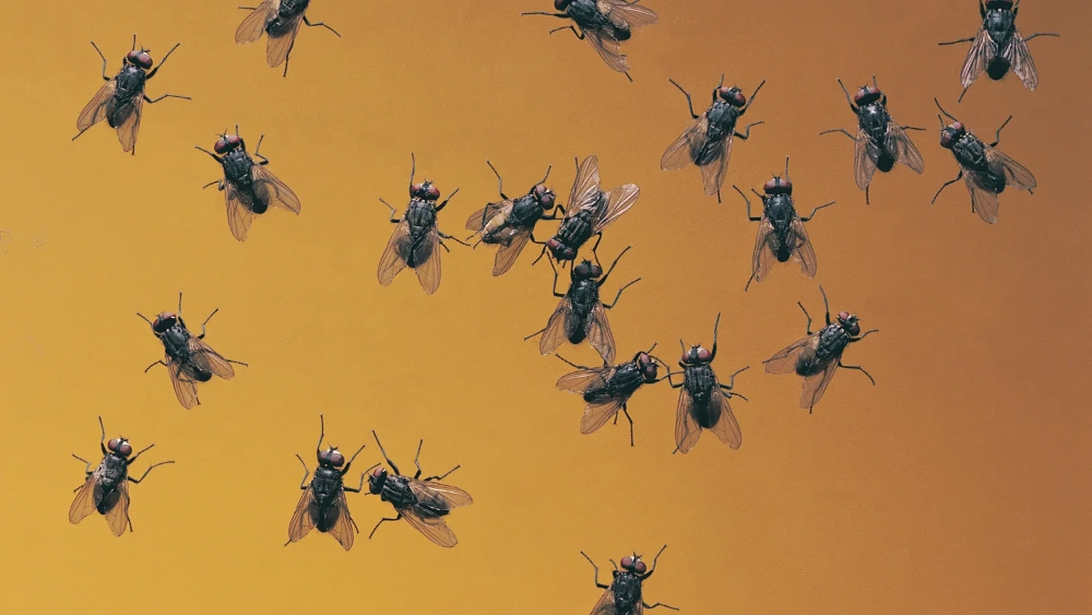 image-stock-flies-scattered-on-orange-background-getty-dv031020