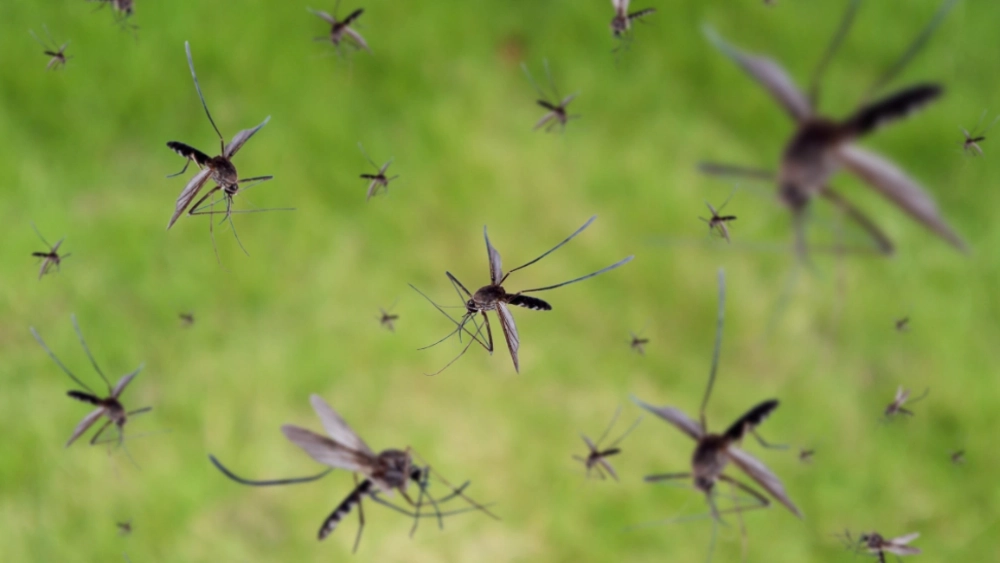 jcehrlich-image-mosquitoes.webp