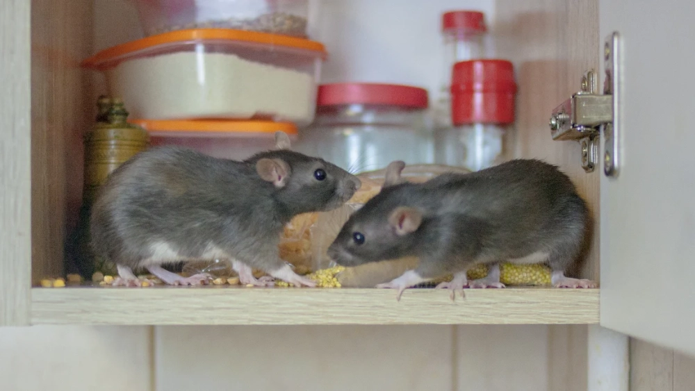 mice in cupboard