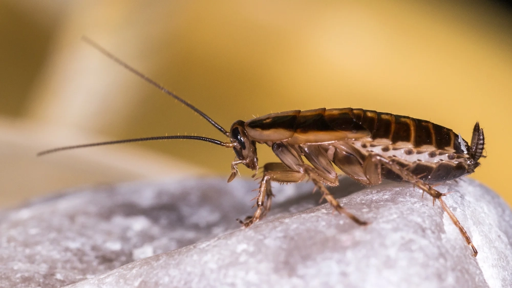ren-imp-german-cockroach-getty-476531424.webp