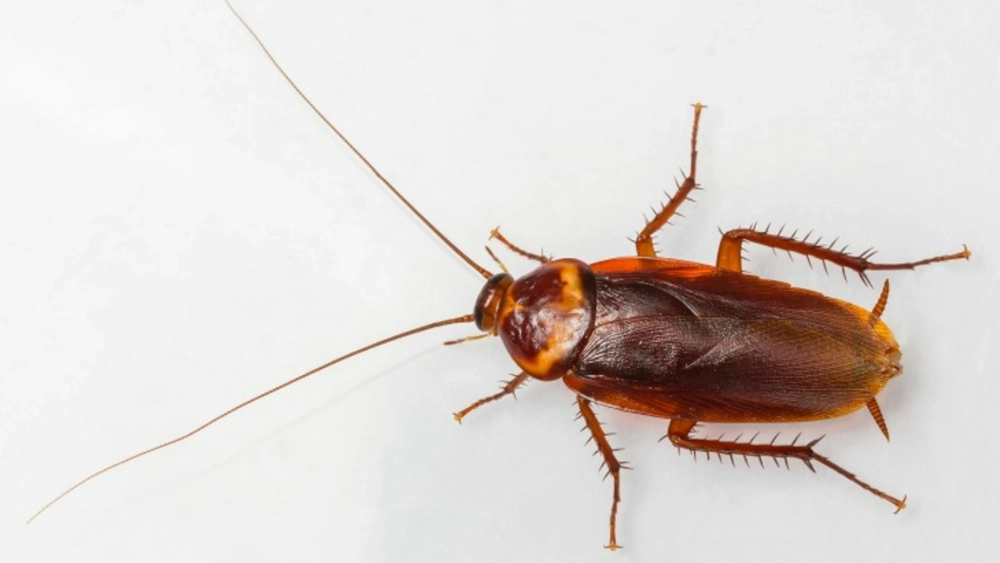 jcehrlich-image-american-cockroach-in-white-background.webp