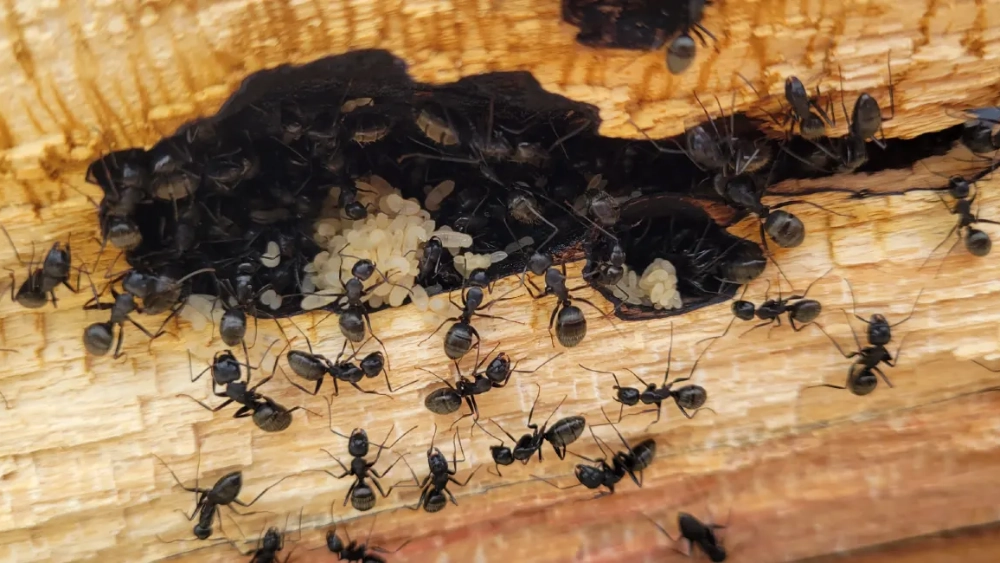 Ants in wood 