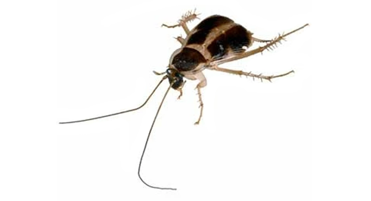 Brown banded cockroach